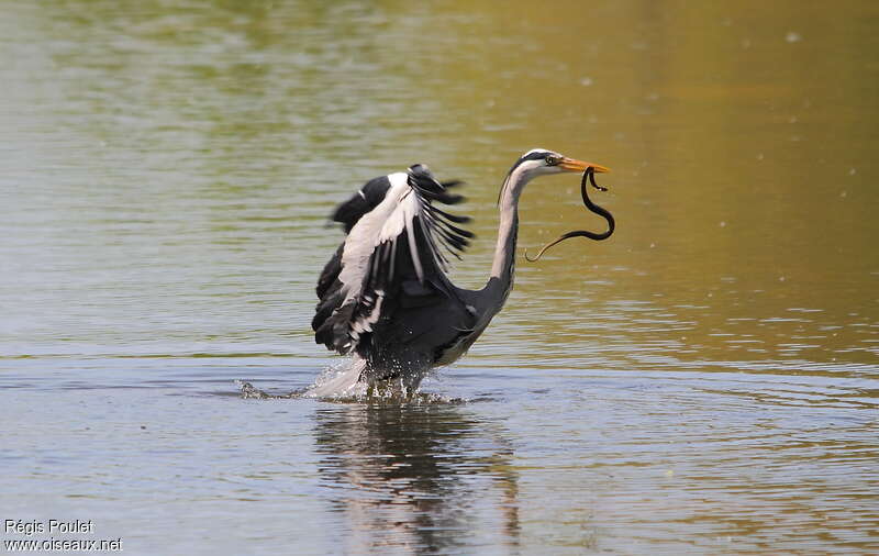 Grey Heronadult, feeding habits, fishing/hunting