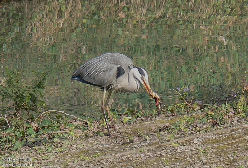 Grey Heronadult