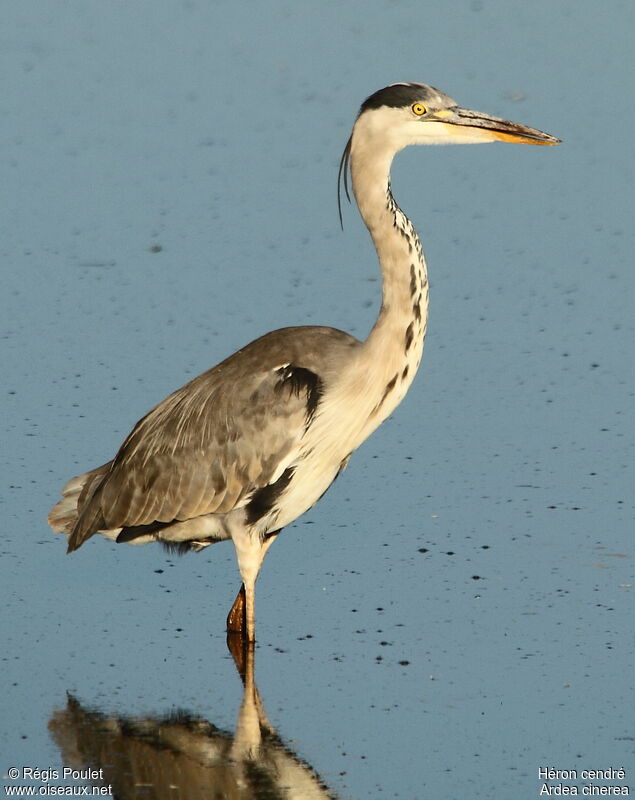 Grey Heron