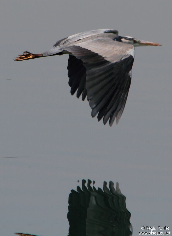 Grey Heron, Flight