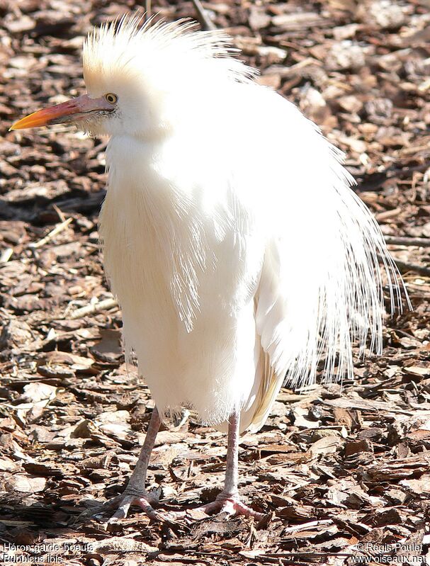 Western Cattle Egret, identification