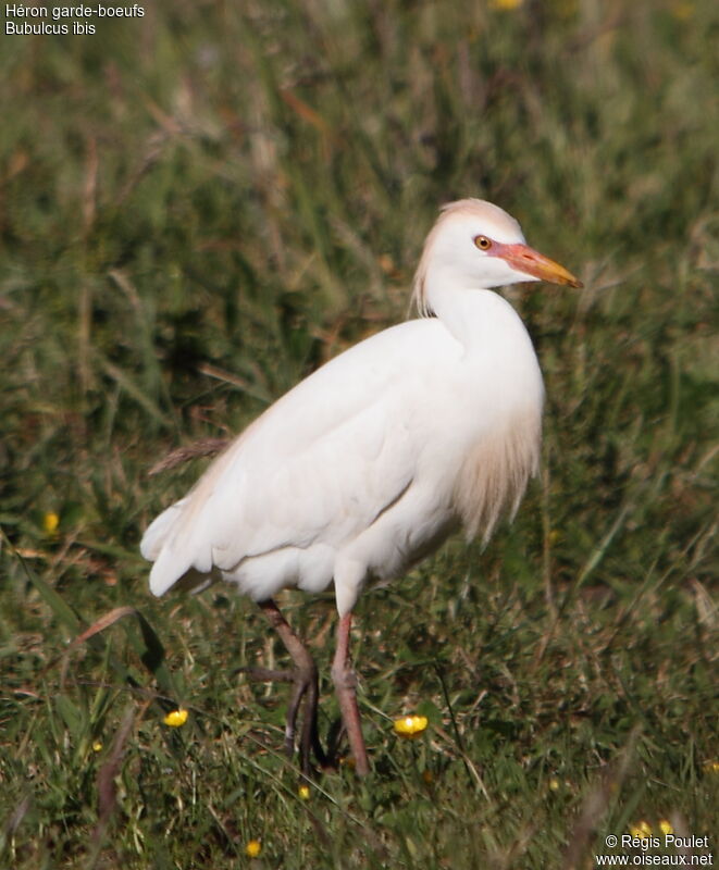 Western Cattle Egret