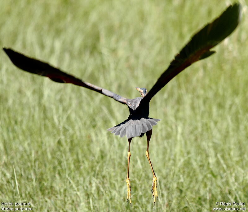 Purple Heronadult, Flight