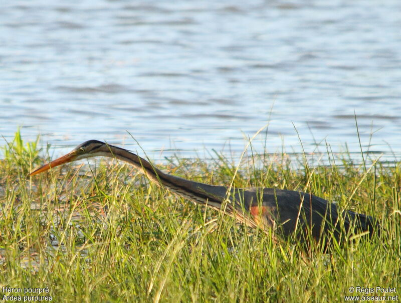 Purple Heronadult, Behaviour