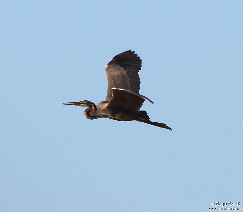 Purple Heronadult, Flight