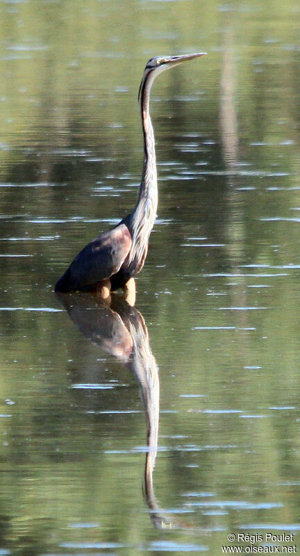 Purple Heronadult, identification