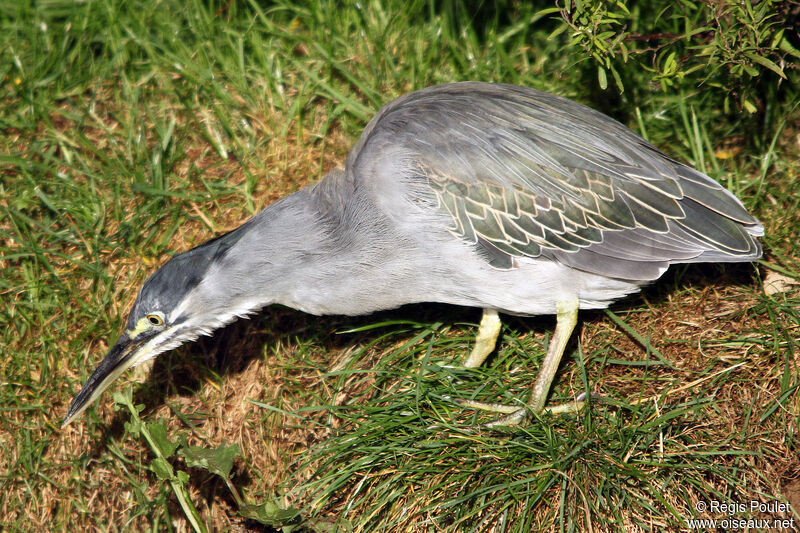 Striated Heron, identification