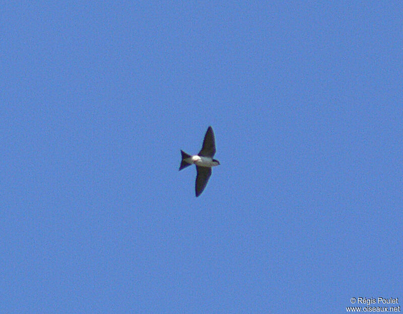 Western House Martin