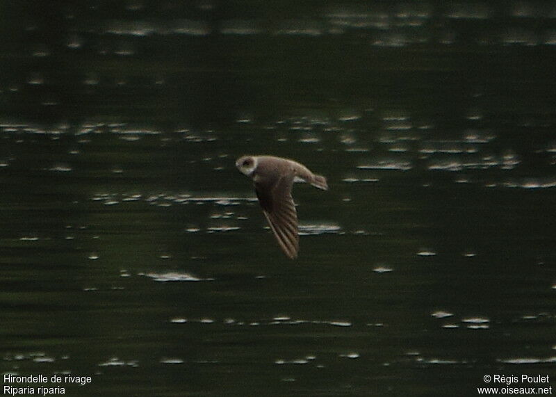 Sand Martin, Flight