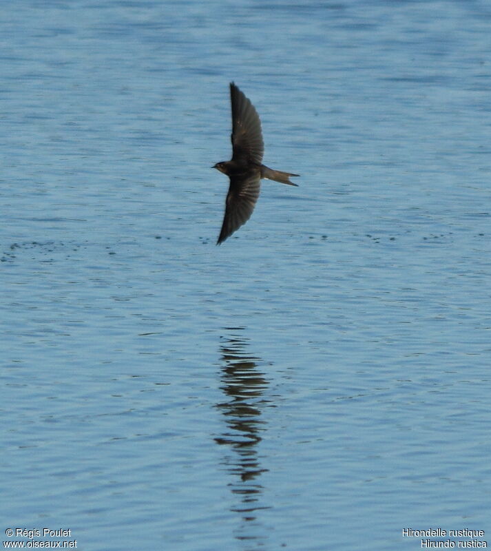 Barn Swallowjuvenile, Flight