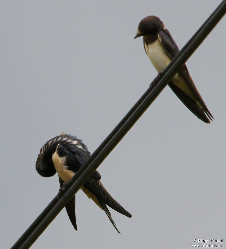 Hirondelle rustiqueadulte, Comportement