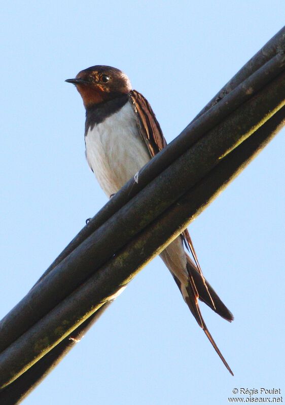 Barn Swallowadult