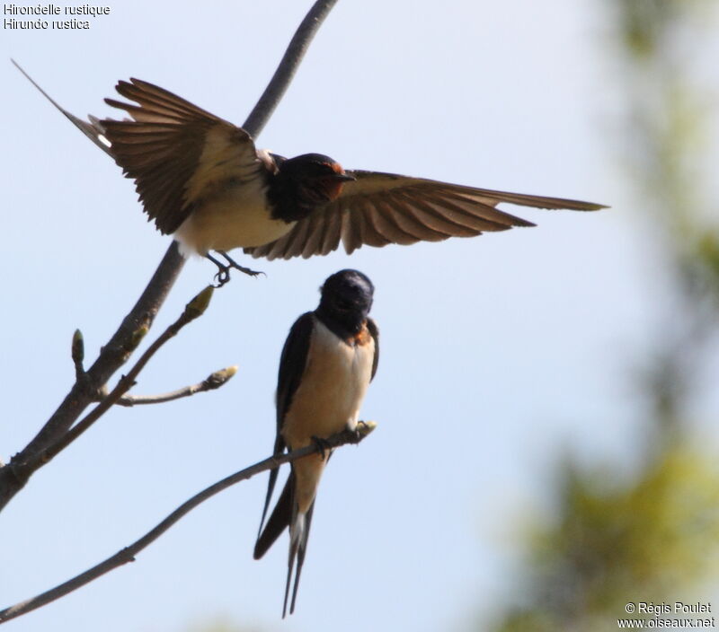 Hirondelle rustique, Vol