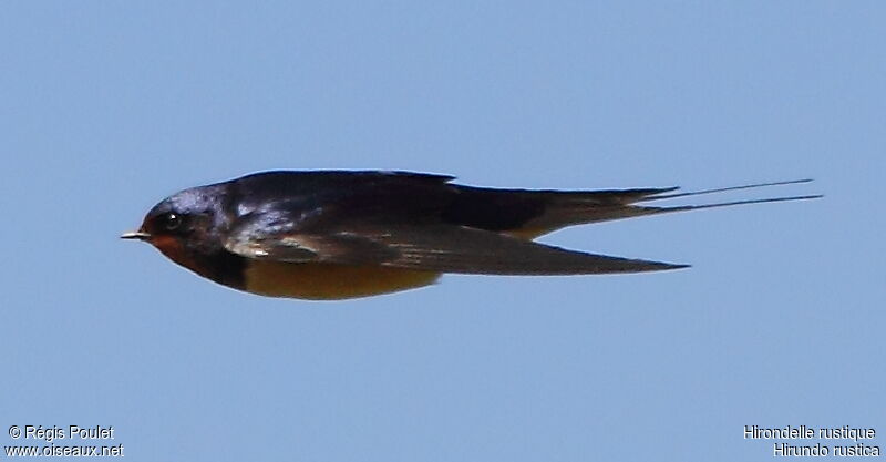 Barn Swallowadult, Flight