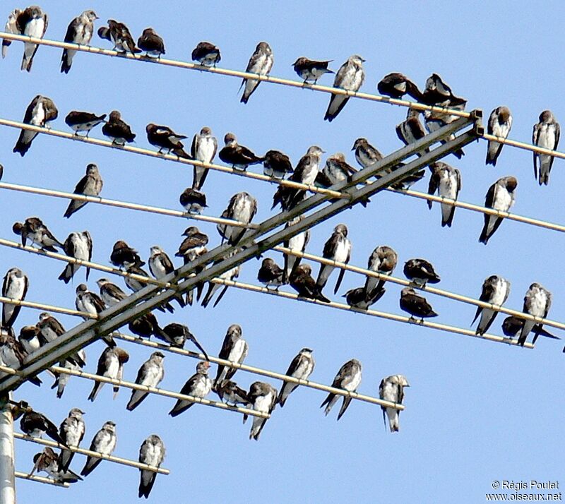 Brown-chested Martin