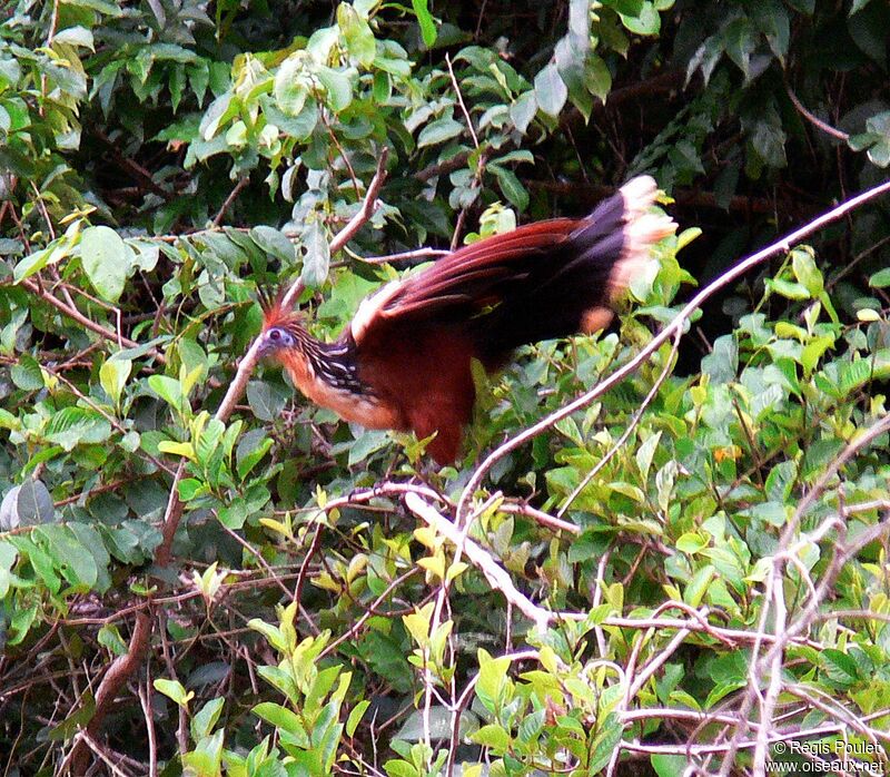 Hoazin huppéadulte, identification