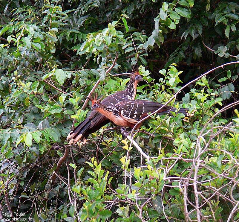 Hoatzinadult, habitat, Behaviour