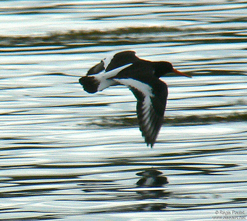 Eurasian Oystercatcheradult