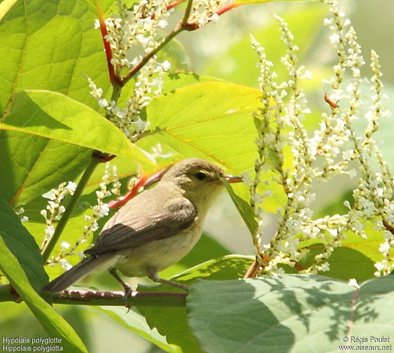 Melodious Warbler