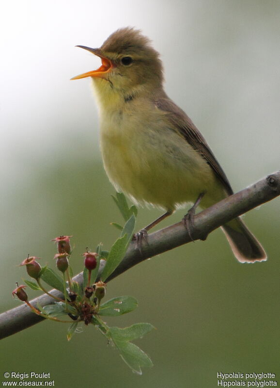 Melodious Warbler, song