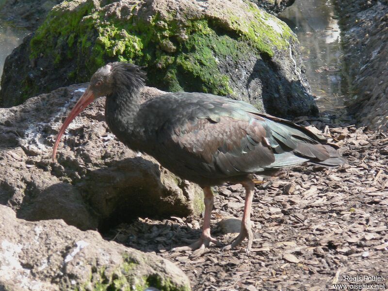 Northern Bald Ibisadult