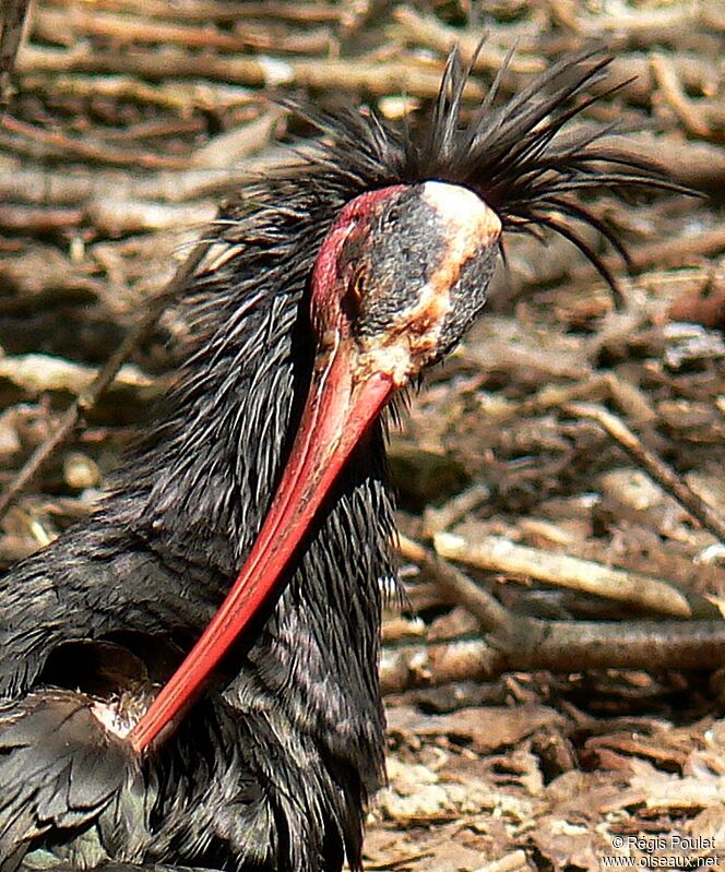 Northern Bald Ibisadult