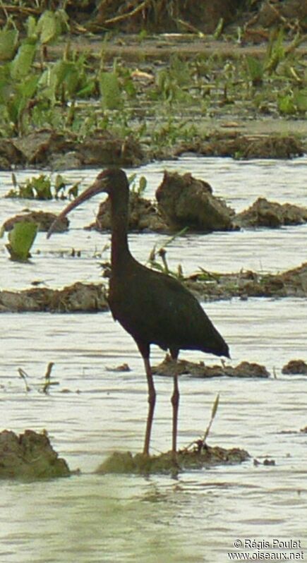 Ibis falcinelle