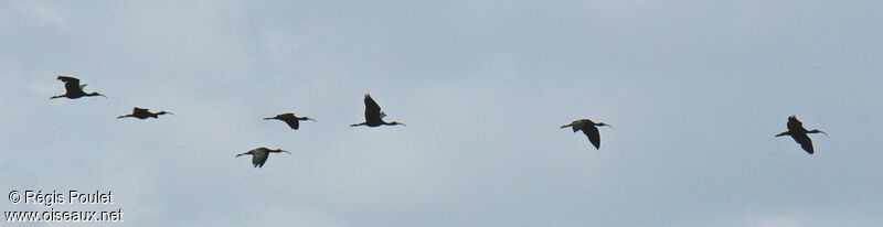 Glossy Ibis