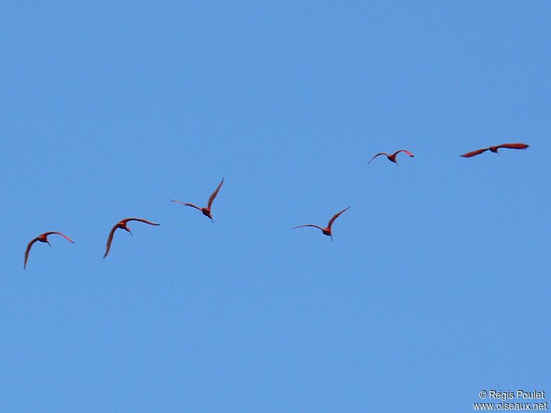 Scarlet Ibis