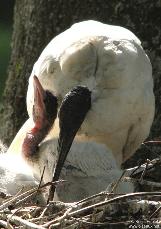 Ibis sacré, Nidification, Comportement