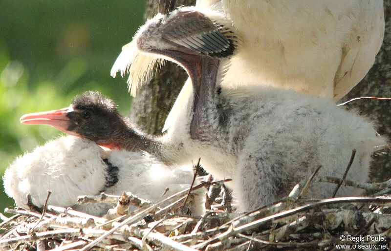 Ibis sacréjuvénile, identification, Nidification