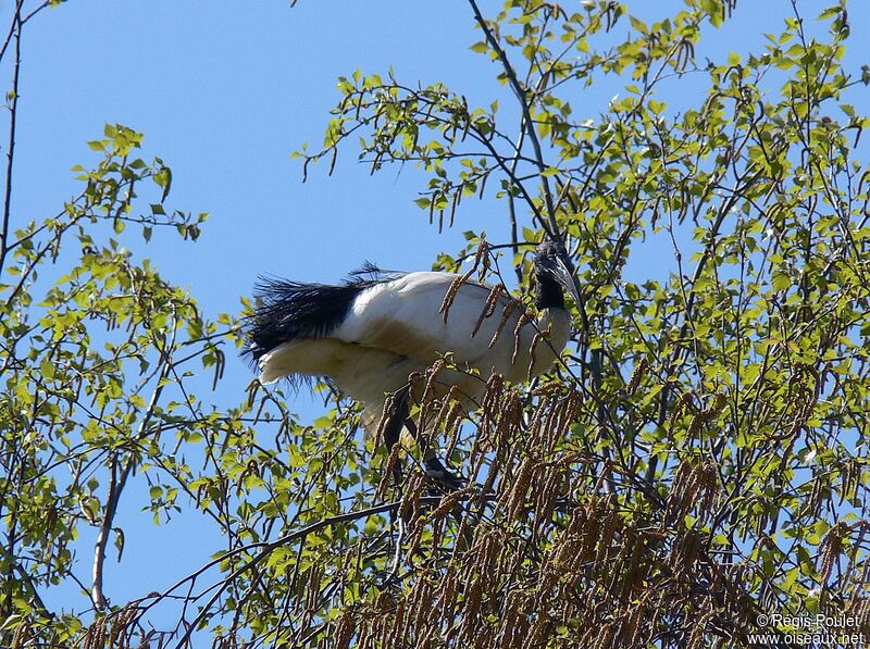 Ibis sacré