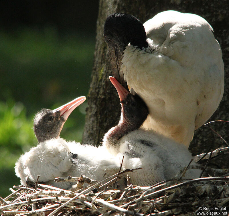 Ibis sacré, Nidification