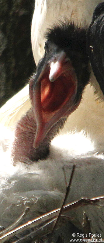 Ibis sacréjuvénile, Nidification