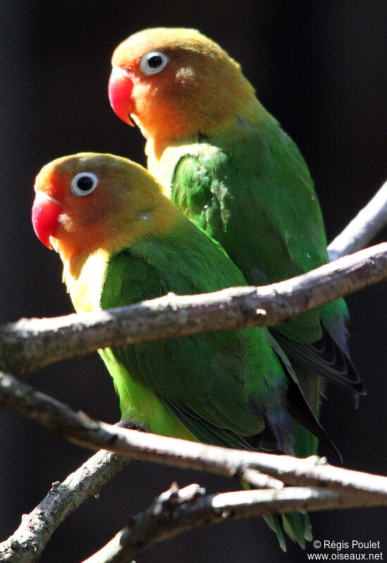 Fischer's Lovebird 