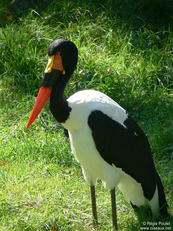 Jabiru d'Afrique mâle adulte