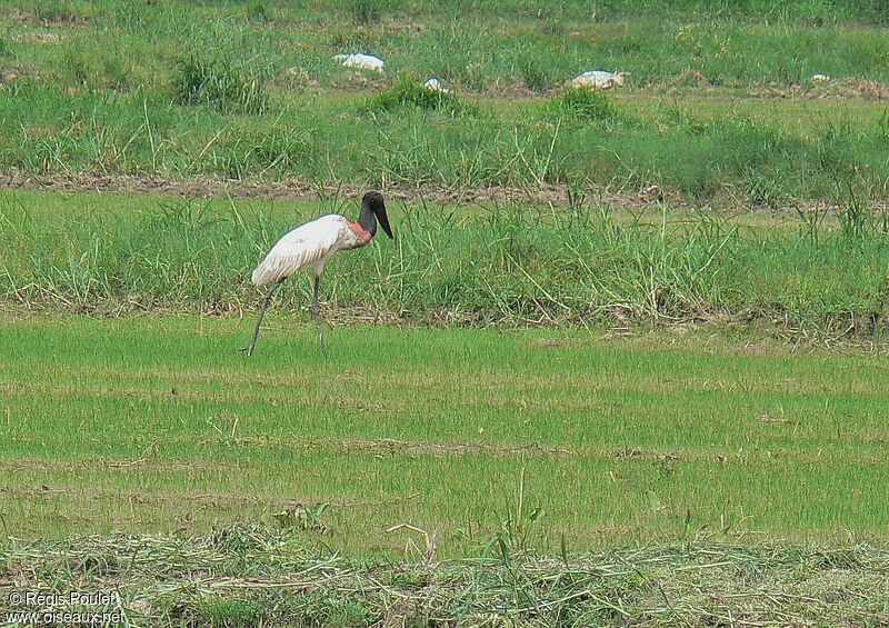 Jabiru d'Amériqueadulte