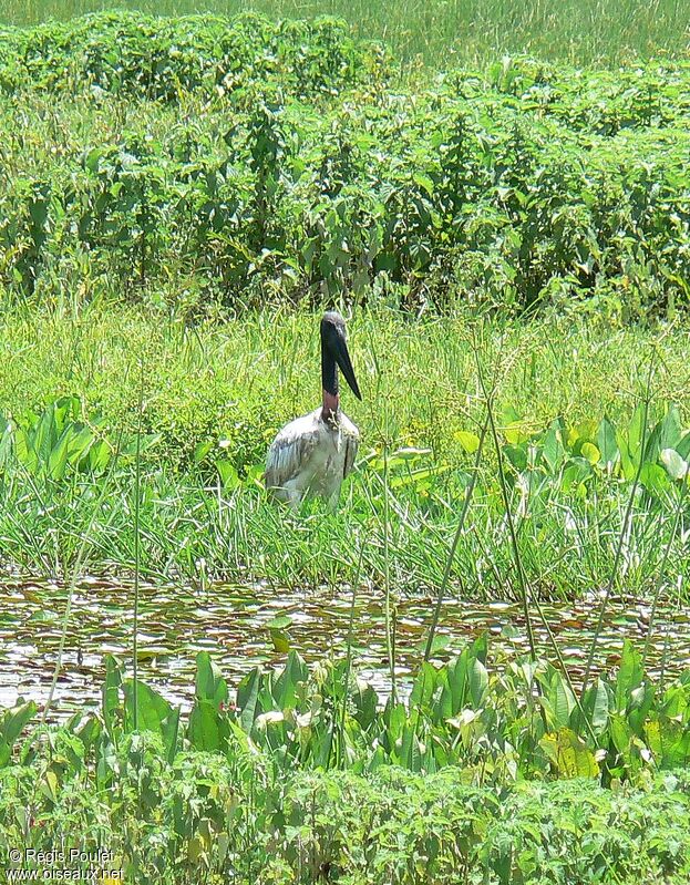 Jabiru d'Amériqueadulte