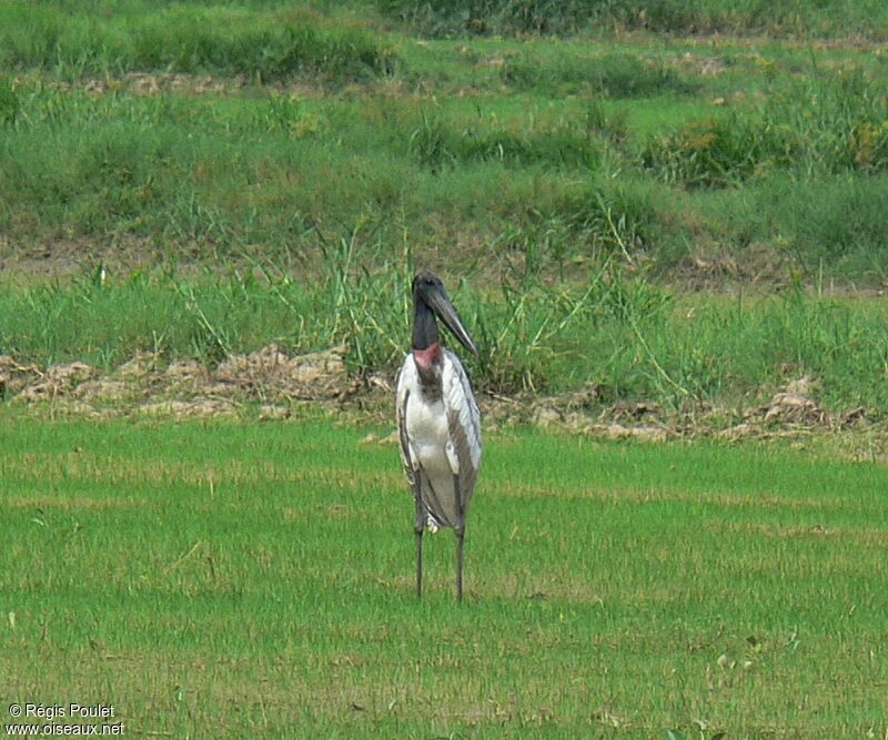 Jabiru d'Amériqueadulte