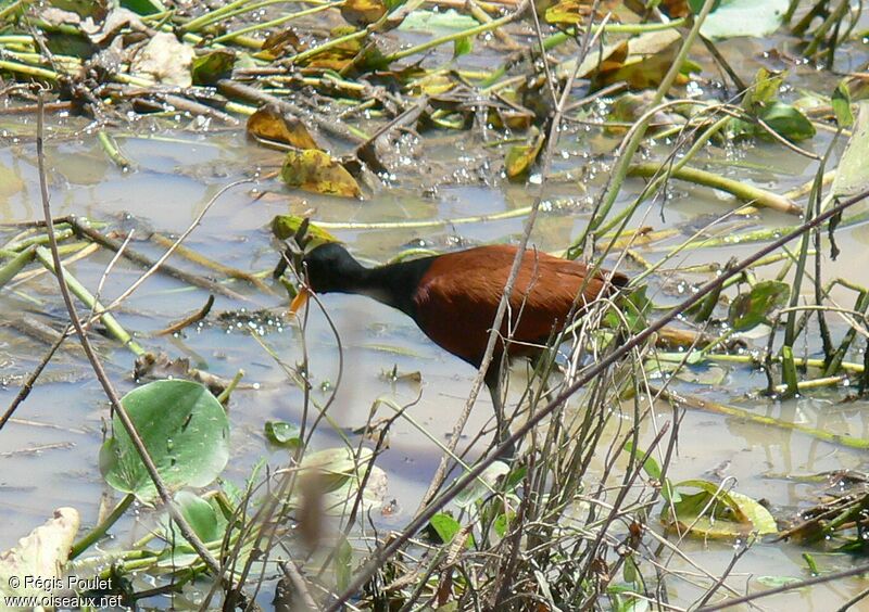 Wattled Jacanaadult