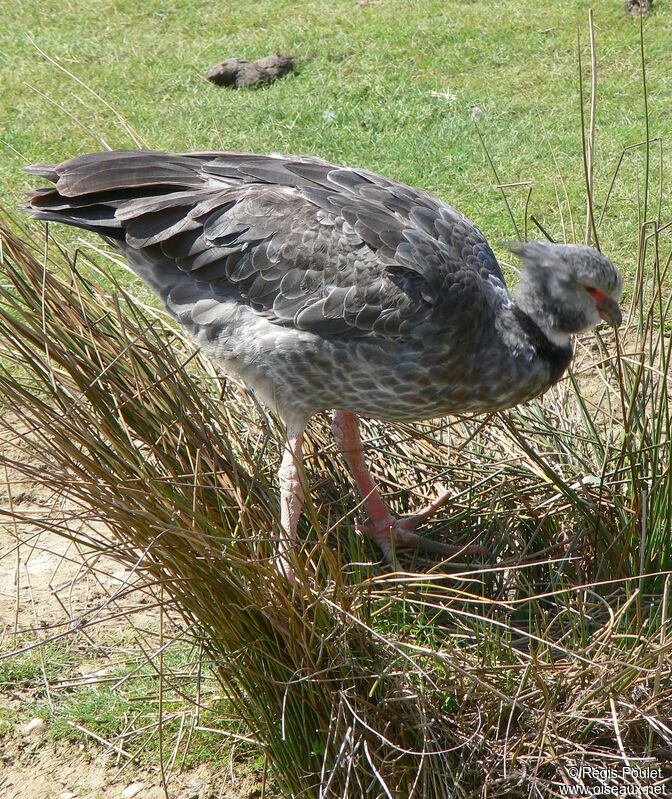 Southern Screameradult