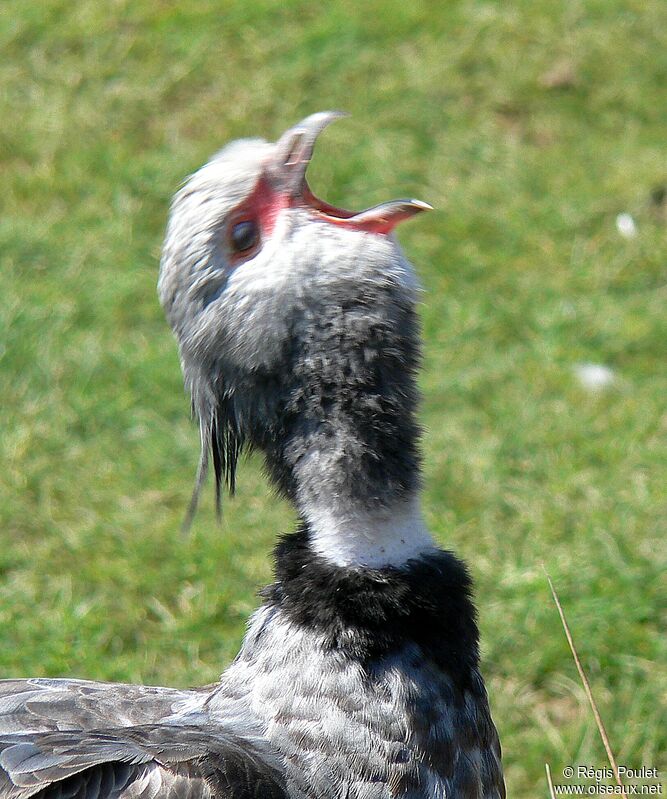 Southern Screameradult, song