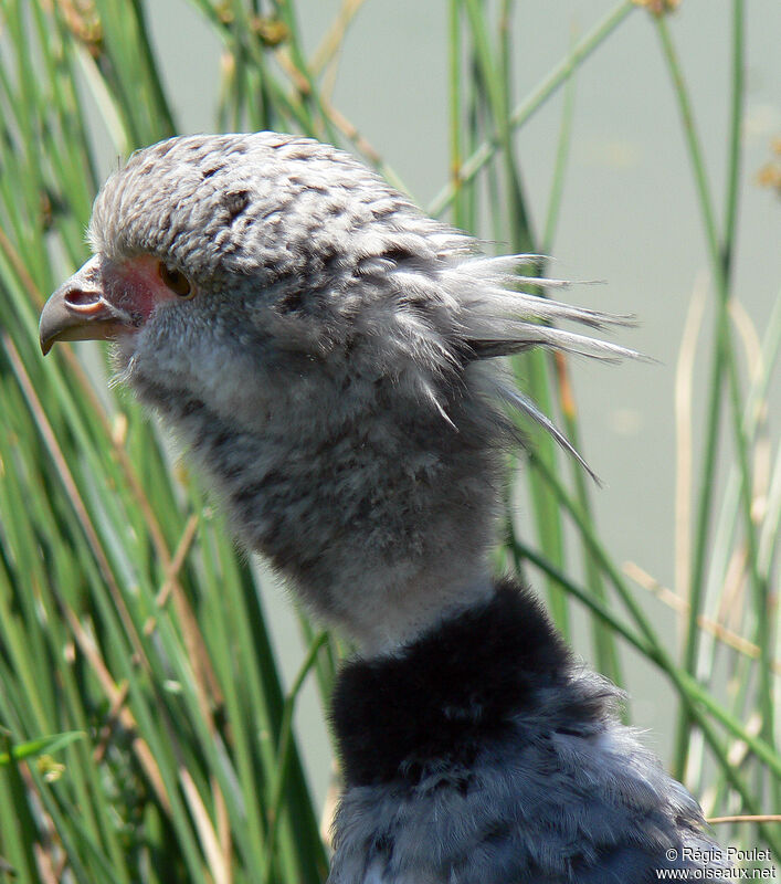 Southern Screameradult, identification