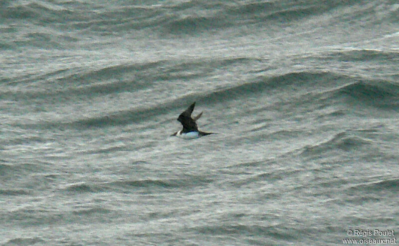 Pomarine Jaeger