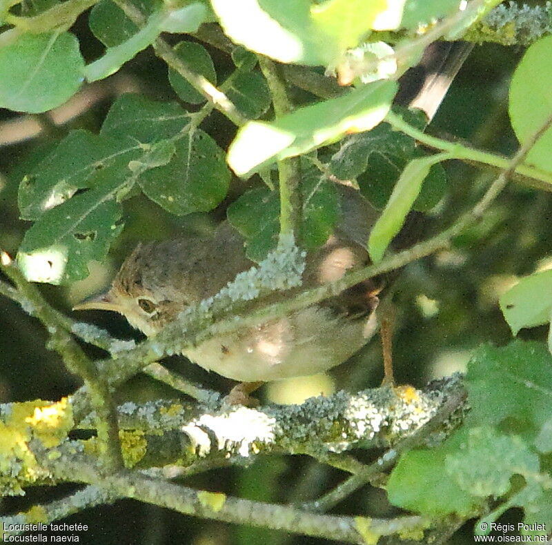 Common Grasshopper Warbler