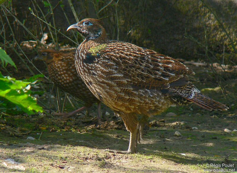 Himalayan Monal 