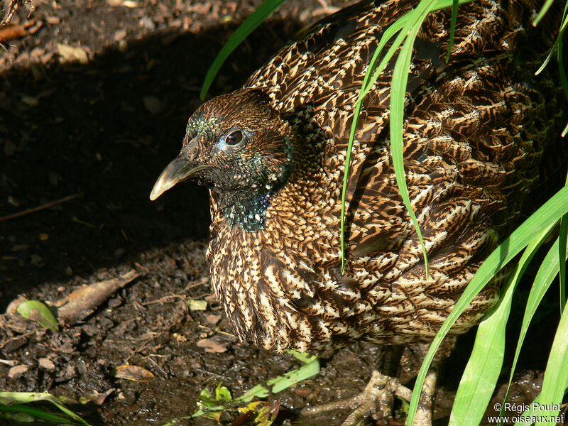 Himalayan Monal