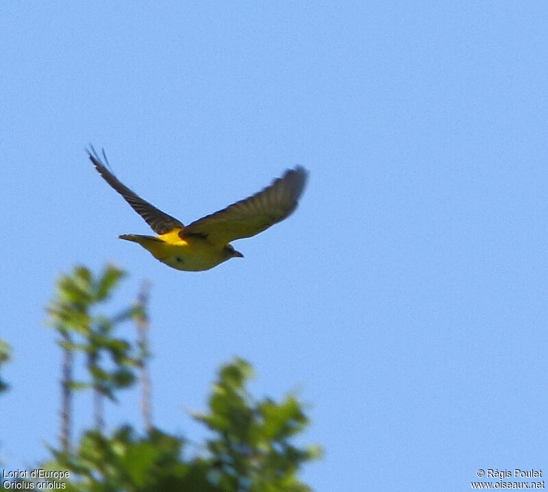 Eurasian Golden Orioleadult, Flight