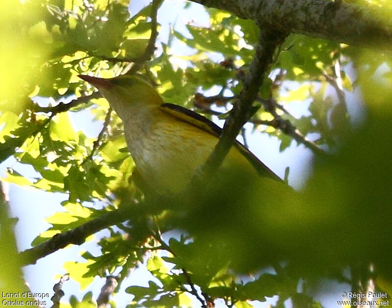 Eurasian Golden Oriole female adult