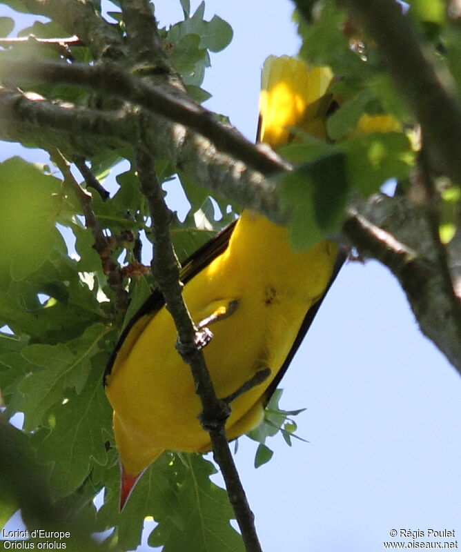 Eurasian Golden Oriole male adult